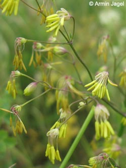 Thalictrum_minus_BislicherInsel120610_ja02.jpg