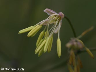 Thalictrum_minus_Bislicherinsel120610_CB02.jpg