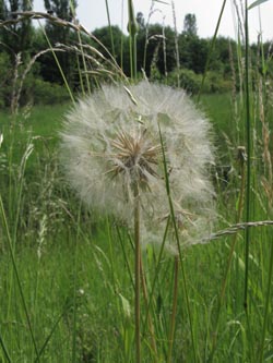 Tragopogon_pratensis_BOUemmingersee210511_ja01.jpg