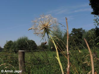 Tragopogon_pratensis_DO_Siesack_190714_ja02.jpg