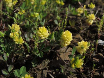 Trifolium_campestre_BOMedizinpark_230514_ja03.jpg