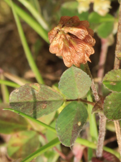 Trifolium_campestre_Bergheim_110616_CB01_2.jpg