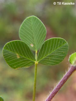 Trifolium_campestre_Dachsbusch_Mosel2009_130809_TK02.jpg