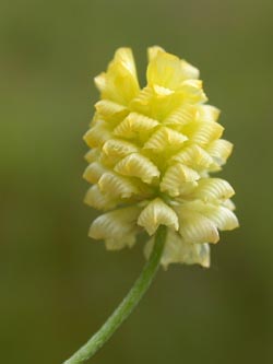 Trifolium_campestre_ja06.jpg