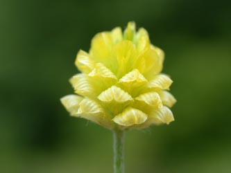 Trifolium_campestre_ja22.jpg