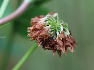 Trifolium_hybridum_120617_CB03.jpg