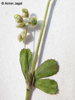 Trifolium_micranthum_BOUni170511_ja02.jpg
