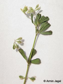Trifolium_micranthum_BOUni170511_ja06.jpg