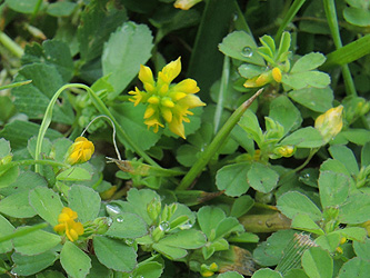 Trifolium_micranthum_dubium_BielefeldBrake_NeuerFriedhof_290516_ja13.jpg