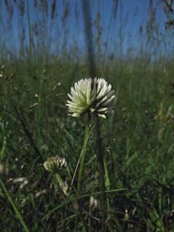 Trifolium_montanum_BottendorferHuegel_Kyffhaeuser030610_ja01.jpg