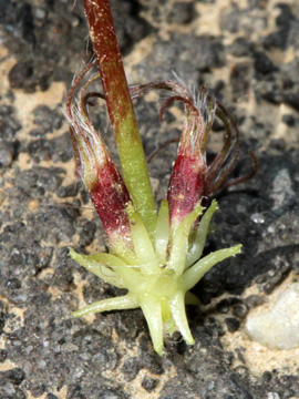 Trifolium_subterraneum_160514_HGeier05.jpg