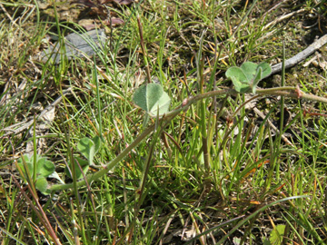 Trifolium_subterraneum_160514_HGeier10.jpg