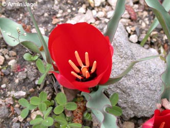 Tulipa_linifolia_ja04.jpg