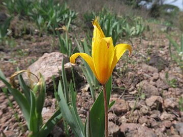 Tulipa_sylvestris_australis_Suedfrankreich_150417_ML03.jpg