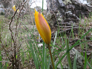 Tulipa_sylvestris_australis_Suedfrankreich_150417_ML10.jpg