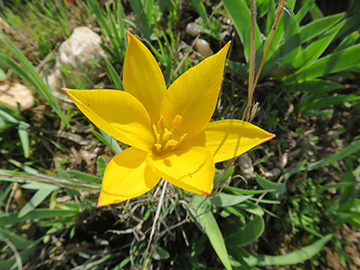 Tulipa_sylvestris_australis_Suedfrankreich_150417_ML14.jpg