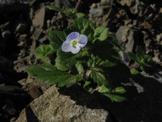 Veronica_persica_MHRauen101010_ja02.jpg