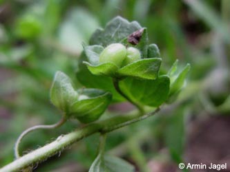 Veronica_polita_BislicherInsel120610_ja02.jpg