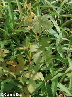 Vitis_vinifera_KrefeldHafen100911_CB02.jpg