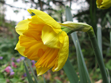 Narcissus Centannees