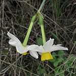 Narcissus tazetta (Wildform)