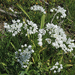 Allium neapolitanum - Neapolitanischer Lauch 02