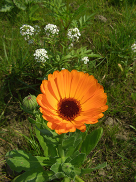 Calednula officinalis