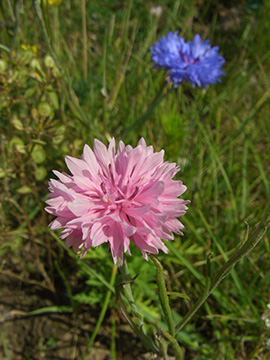 Centaurea cyanus bunt