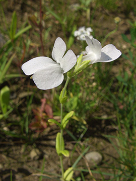 Collinsia