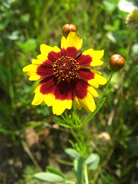 Coreopsis tinctoria