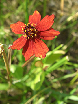 Coreopsis tinctoria