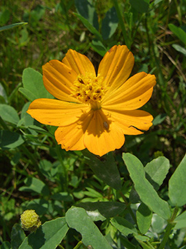 Cosmos sulphureus