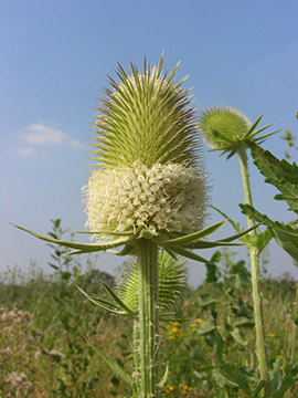 Dipsacus laciniatus