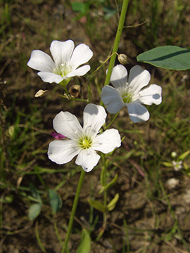 Gypsophila elegans