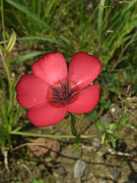 Linum rubrum