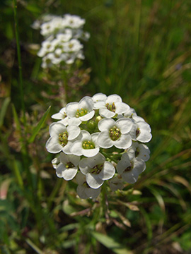 Lobularia maritima