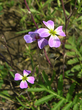 Malcolmia maritima