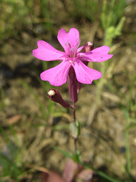 Silene armeria