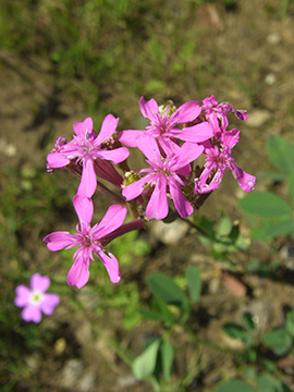 Silene armeria