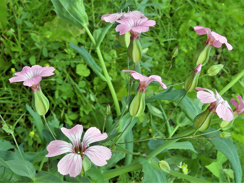 Vaccaria hispanica