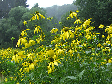 Rudbeckia laciniata