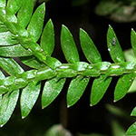 Selaginella kraussiana - Feingliedriger Moosfarn