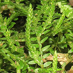 Selaginella kraussiana - Feingliedriger Moosfarn