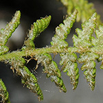 Woodsia ilvensis - Rostroter Wimperfarn