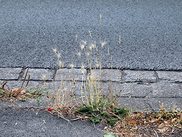 Hordeum murinum