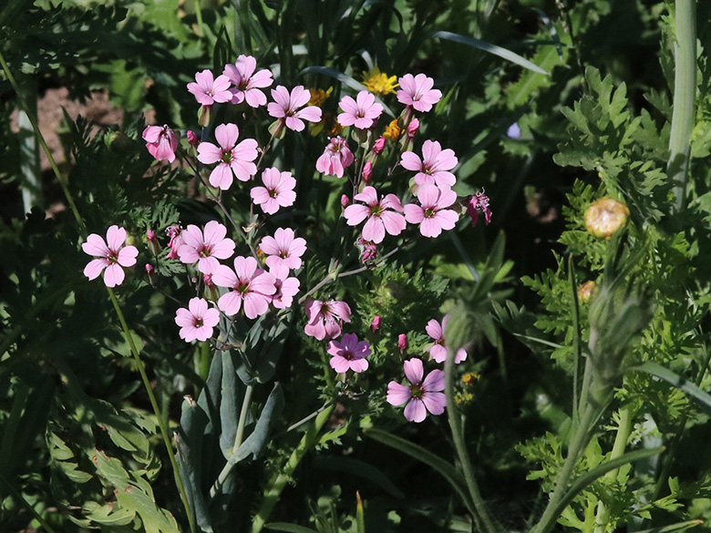 Vaccaria hispanica