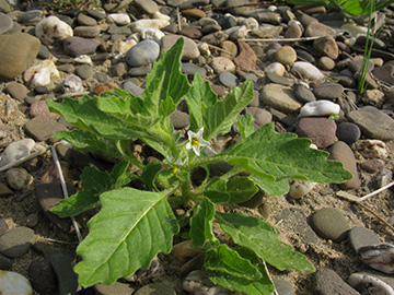 Solanum nitidibaccatum
