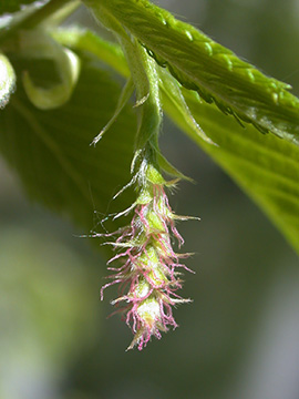 Ostrya carpinifolia