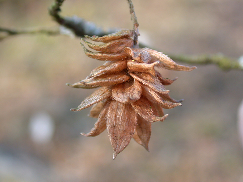 Ostrya carpinifolia