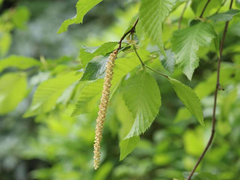 Ostrya carpinifolia